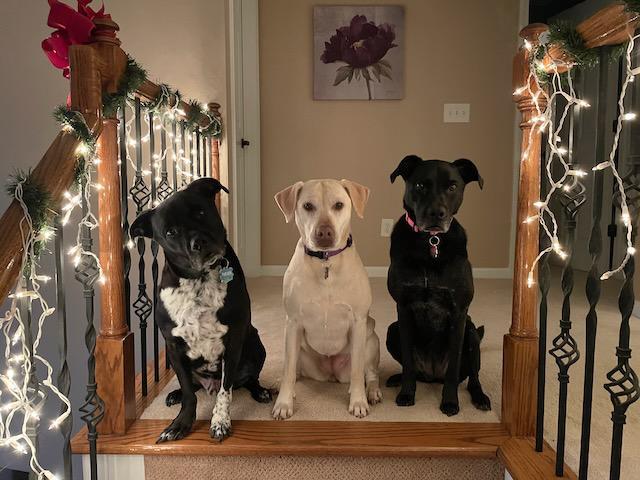 From L to R: Tucker, Coco, and Millie. Christmas 2021.