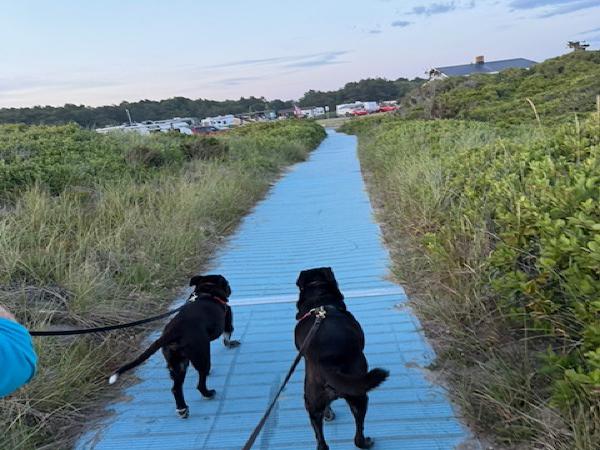 Walking the dogs through the dunes