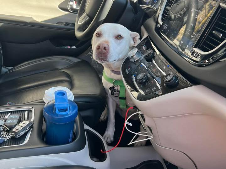 image from Backseat Driver: Who's Really Navigating South?