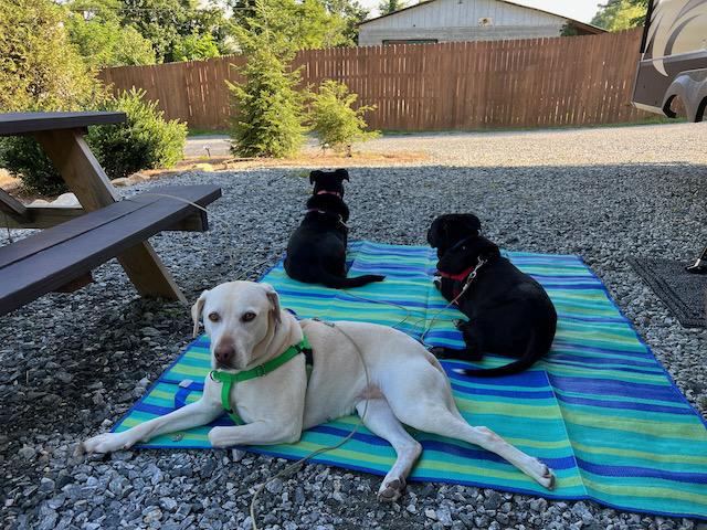 Dogs in shade on site 7