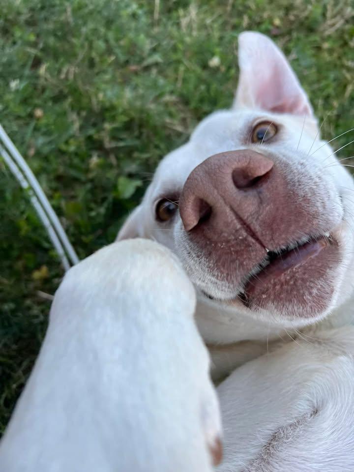 Our dog Coco being playful