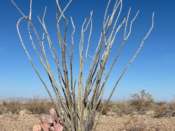 image from Desert Colors: Beauty Beyond the Bloom