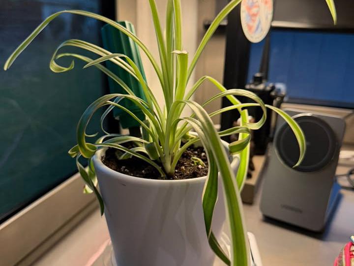 image from Do you travel with a houseplant?
