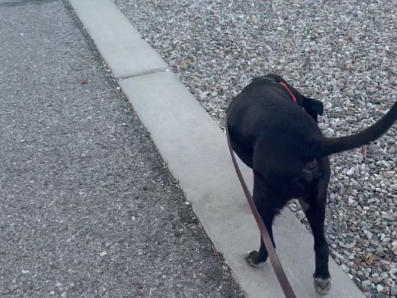image from Dog-Friendly Walkways at Tucson KOA
