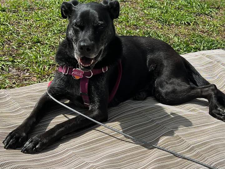 image from Happy National Dog Day