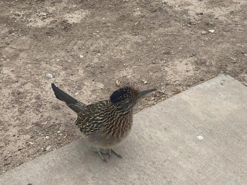 image from Have you ever seen a roadrunner before?