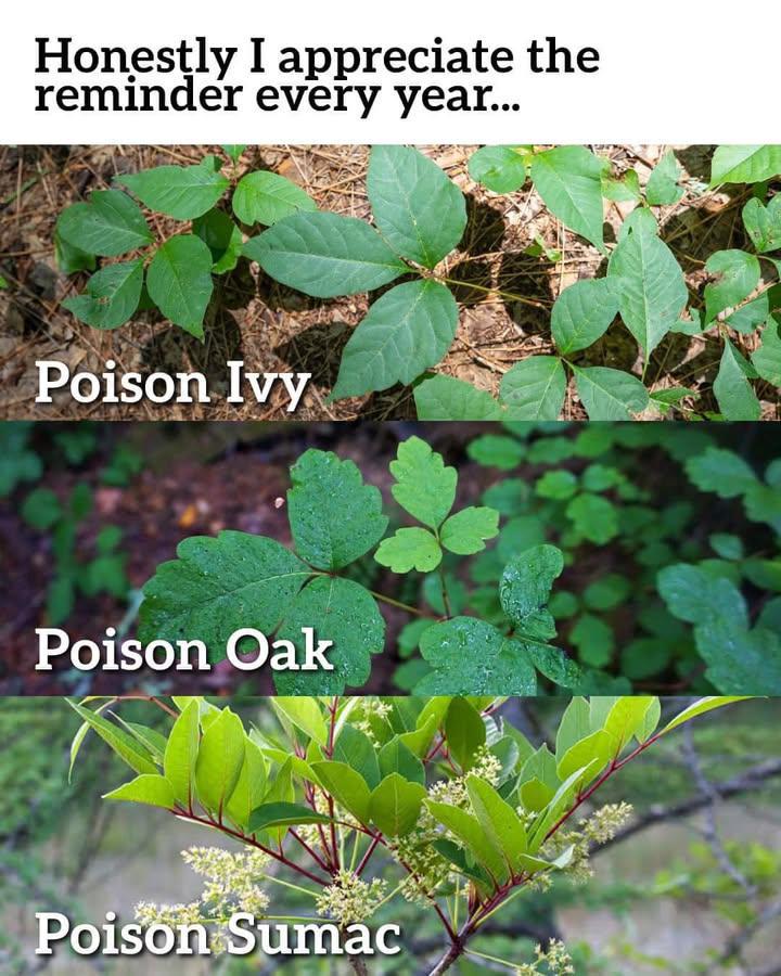 This image shows the differences between poison ivy, poison oak and poison sumac