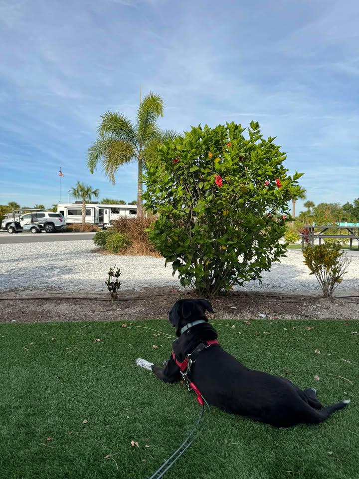Tucker our oldest dog enjoys some outside time on the fake grass