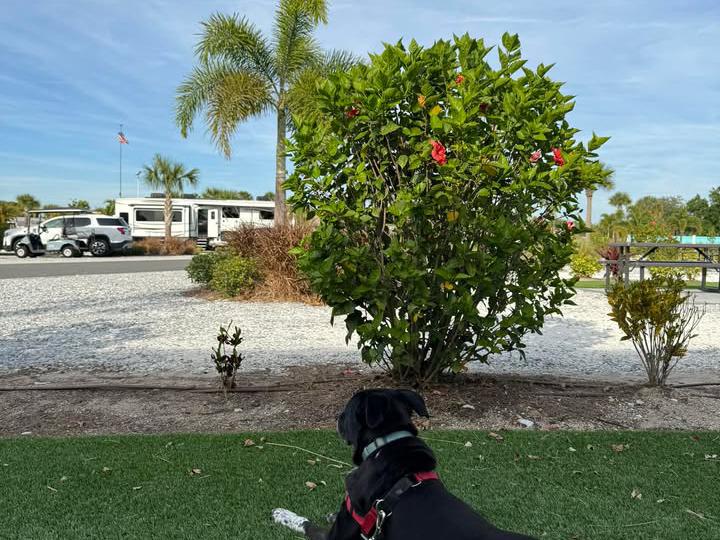 image from Just a lazy Sunday afternoon enjoying some outside time…