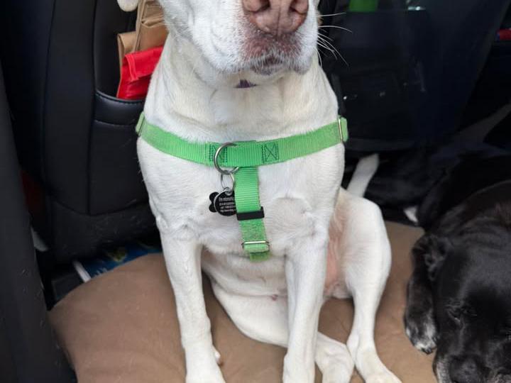 image from Long travel days are not great for Coco