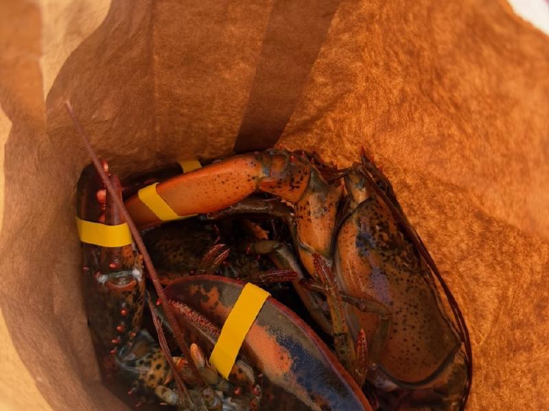 image from Maine Gardens, Lobster Dinner & Fun Facts
