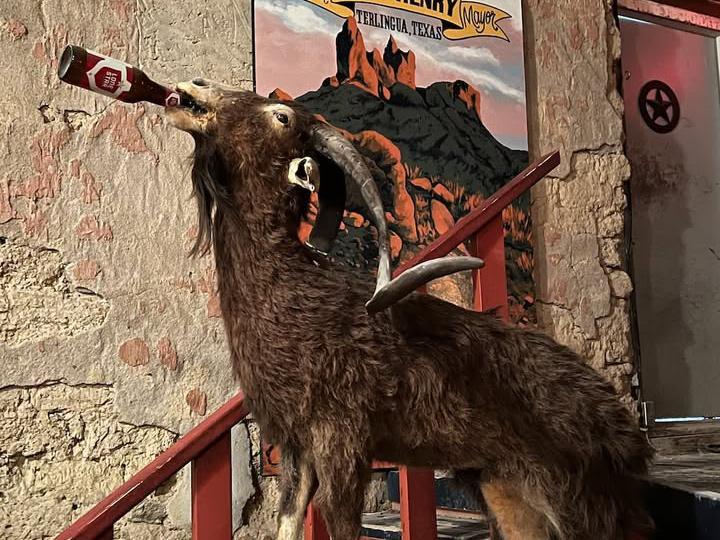 image from Meet Clay Henry, Texas's Famous Beer-Drinking Goat Mayor