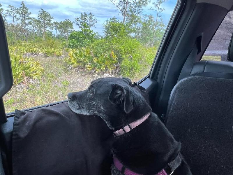 image from Millie loves watching the world go by on travel days