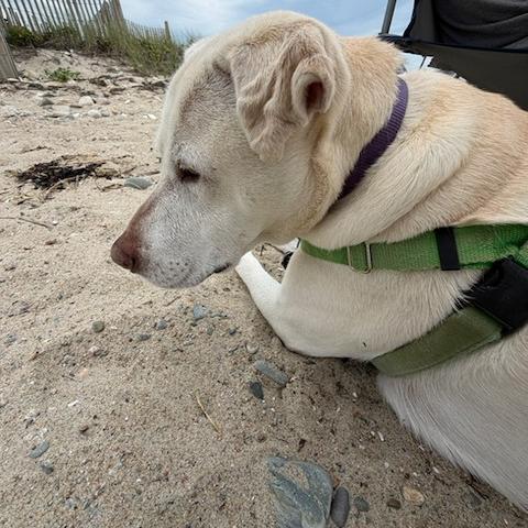 Coco likely looking for something to eat on the beach