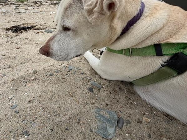 Coco likely looking for something to eat on the beach