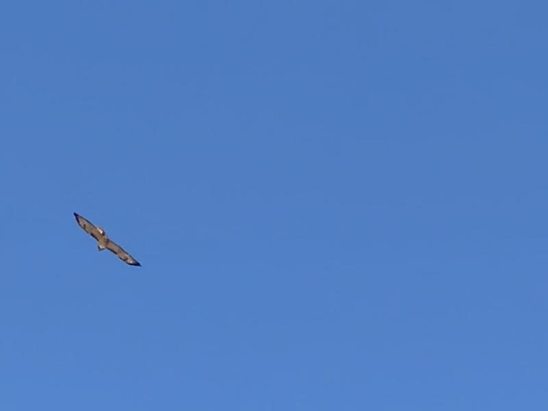 image from Peregrine Falcon of Big Bend