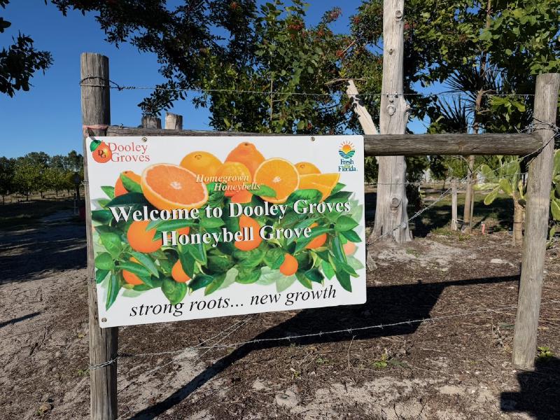 image from Pick Your Own Citrus at Dooley Groves Near Tampa