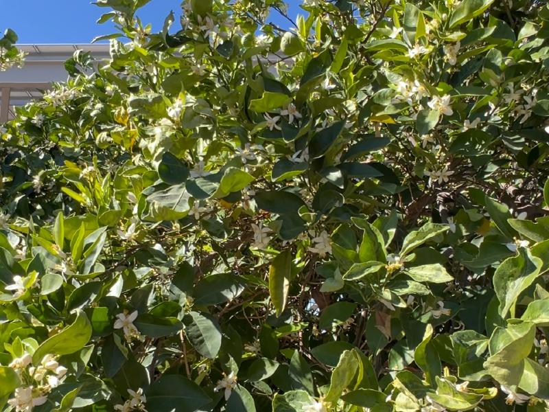 image from Free citrus at the Tuscon KOA