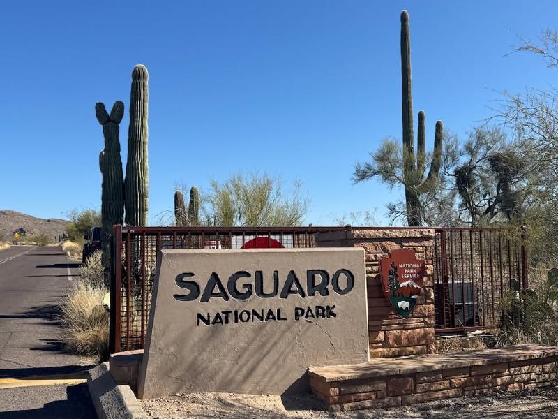 image from The Saguaro Cactus