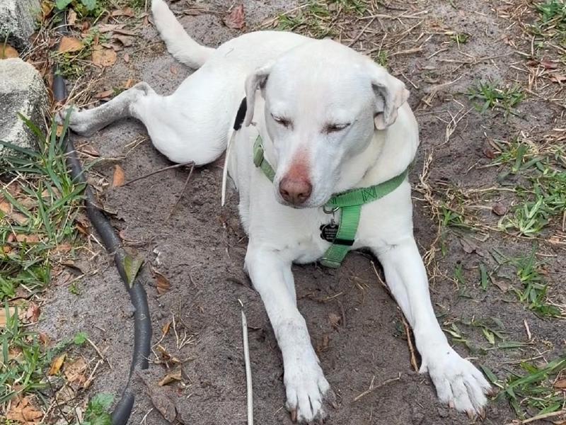 image from This dog loves to be outside