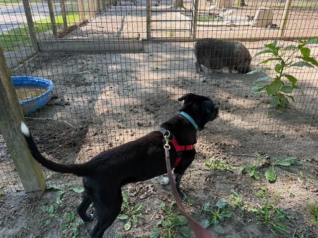 image from Tucker's Farm Animal Adventure at Our Campground
