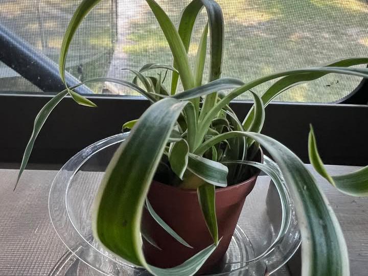 image from We adopted a spider plant recently