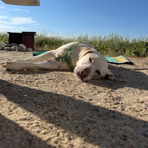 Coco enjoying the sunshine