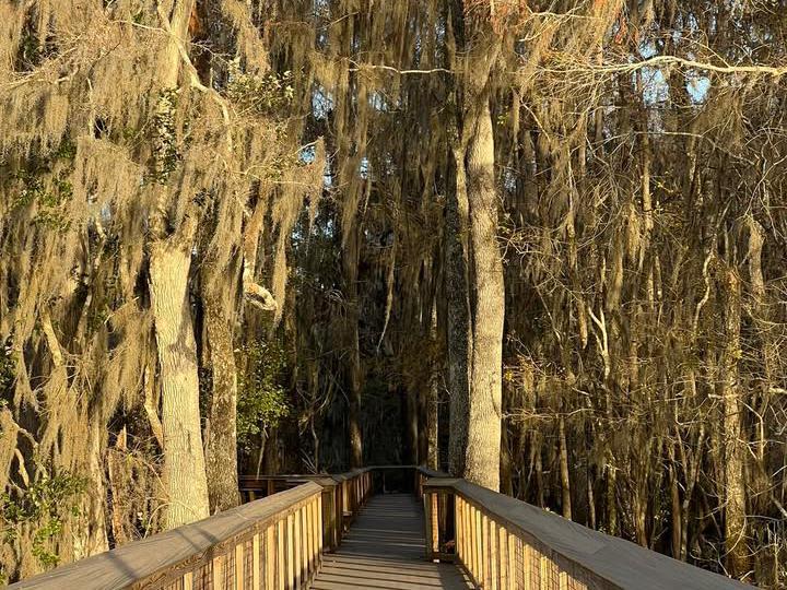 image from Exploring Manatee Springs State Park
