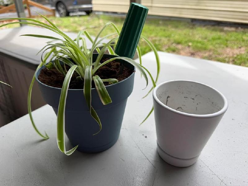 image from We had to repot Parker again today